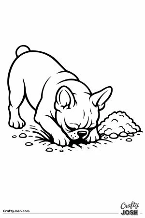 French bulldog digging a hole with both front paws