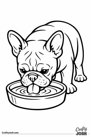 French bulldog drinking from a wide water bowl