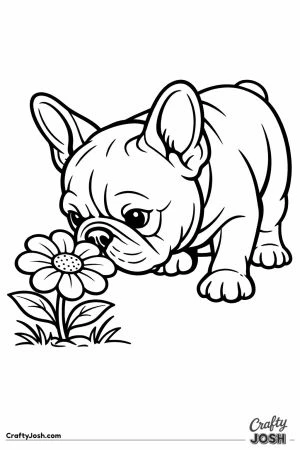French bulldog leaning in to sniff a large flower
