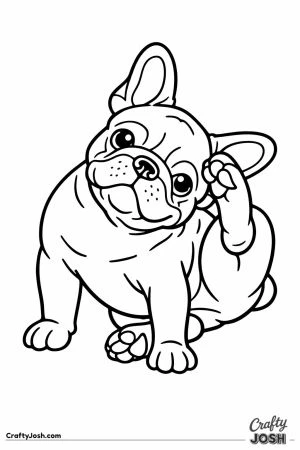 French bulldog scratching behind one ear