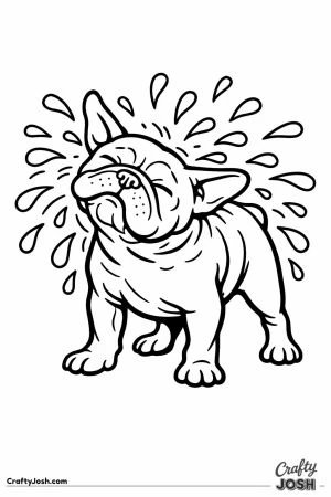 French bulldog shaking the water off its coat