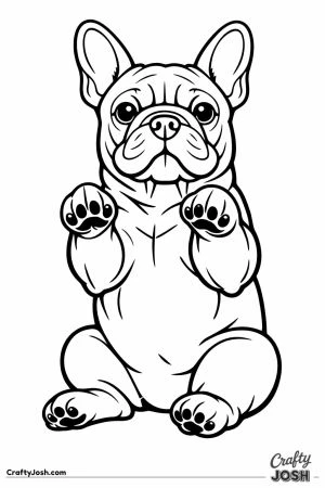 French bulldog sitting back with both front paws lifted