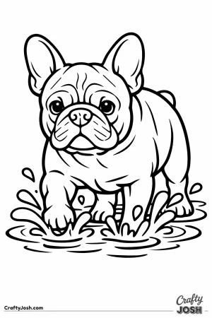 French bulldog stepping through a shallow puddle