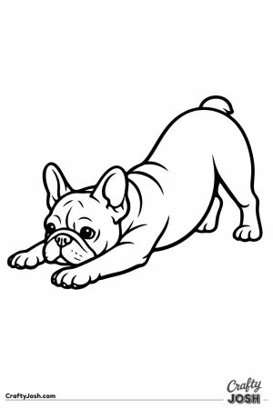 French bulldog stretching with its chest to the ground