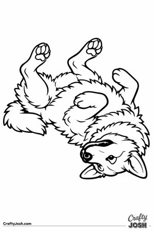 German shepherd rolling onto its back with legs in the air