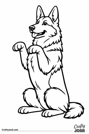 German shepherd sitting back with both front paws lifted