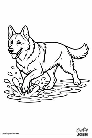 German shepherd striding through a shallow puddle