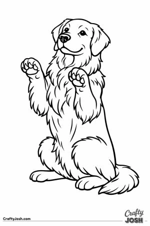 Golden retriever sitting back with both front paws lifted