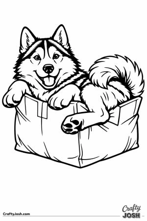 Husky squeezed into a box that is far too small