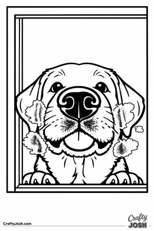 Labrador pressing its nose against the window glass