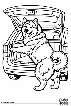 Malamute with its front paws in the car boot and back legs down