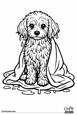 Miniature poodle after a bath looking half its usual size