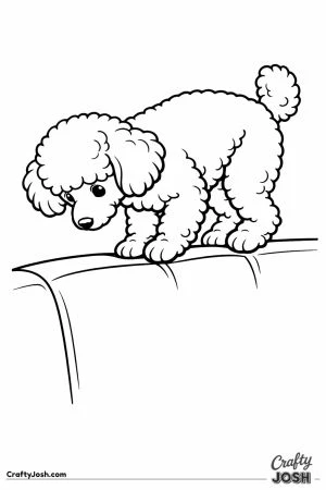 Miniature poodle balanced along the top of the sofa back