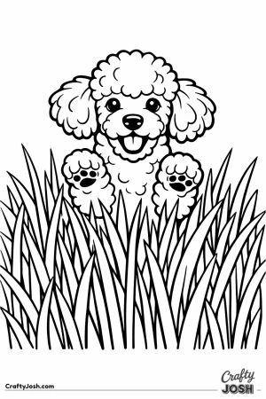 Miniature poodle bouncing up to see over the tall grass