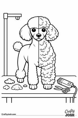 Miniature poodle half clipped and half still fluffy