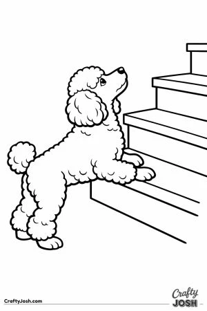 Miniature poodle hesitating at the bottom of the stairs