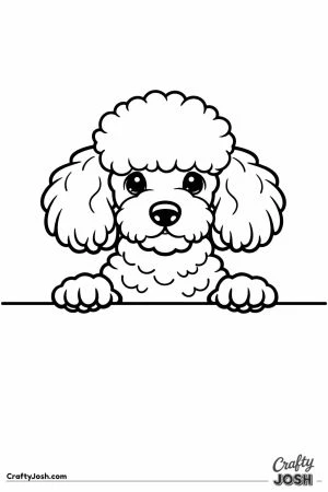 Miniature poodle peering over the edge of the table