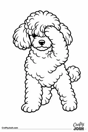 Miniature poodle pushing its topknot out of its eyes