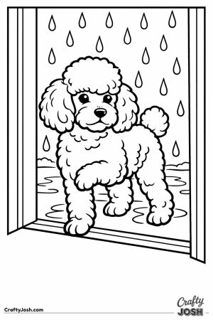 Miniature poodle refusing to step out into the rain