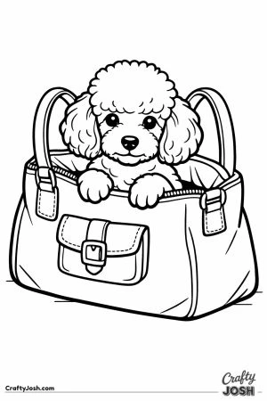 Miniature poodle sitting inside an open handbag on the floor