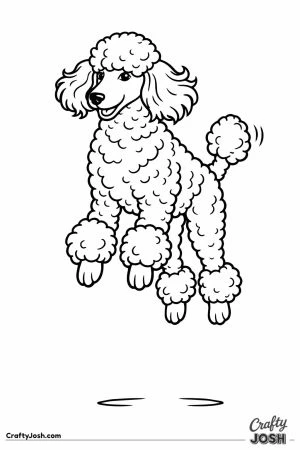 Miniature poodle springing straight up with all four paws off the ground