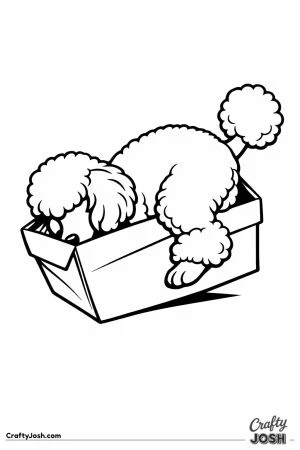 Miniature poodle trying to fit inside a shoebox
