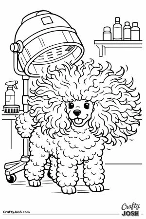 Miniature poodle under the dryer with its curls blown out