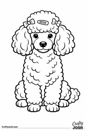 Miniature poodle waiting with clips in its topknot