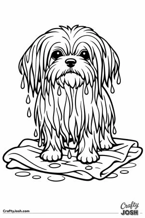 Shih tzu after a bath looking tiny under all that wet coat