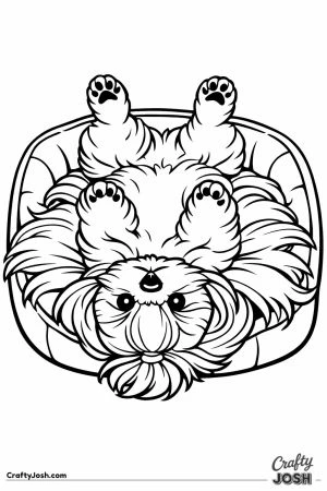 Shih tzu lying on its back with all four legs in the air