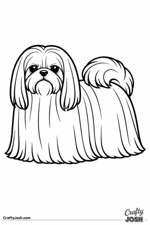 Shih tzu with a coat so long you cannot see its legs