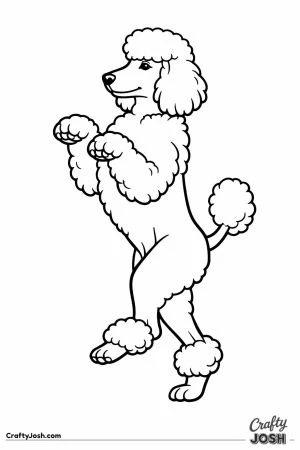 Standard poodle balanced upright on its hind legs