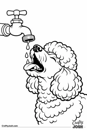 Standard poodle catching drips from the garden tap
