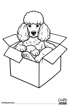 Standard poodle folding itself down into a cardboard box