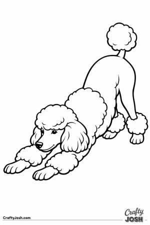Standard poodle in a long deep morning stretch