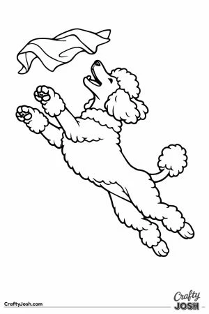 Standard poodle leaping up to catch a falling towel