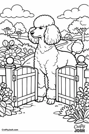 Standard poodle looking over the top of the garden gate