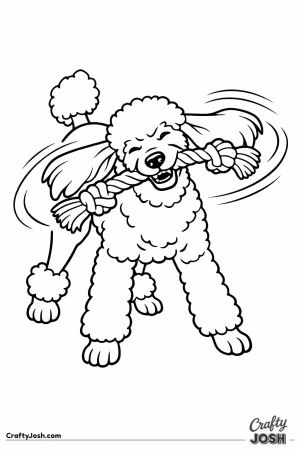 Standard poodle shaking a knotted rope toy side to side