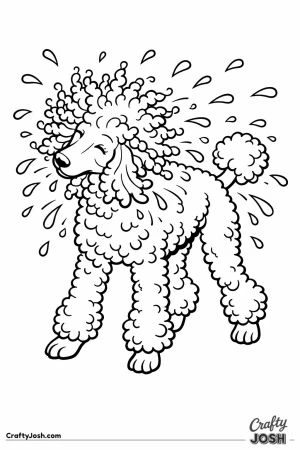 Standard poodle shaking water out of its springy curls