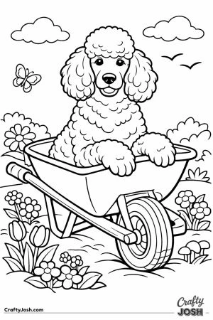 Standard poodle sitting up in a garden wheelbarrow