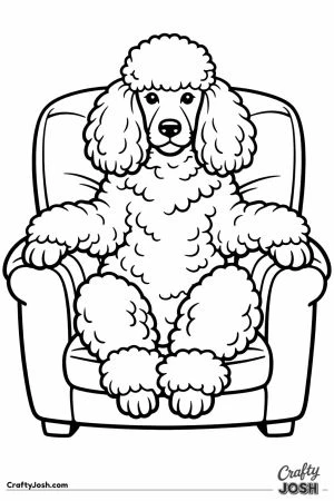 Standard poodle sitting upright in an armchair