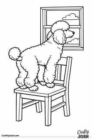 Standard poodle standing on a chair to see out the high window