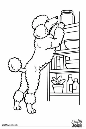 Standard poodle stretching up to reach the top shelf