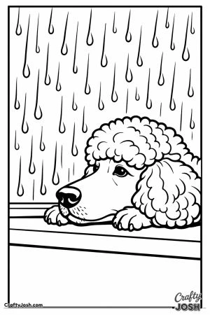 Standard poodle with its chin on the sill watching the rain