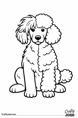 Standard poodle with its curls flattened on one side from sleeping