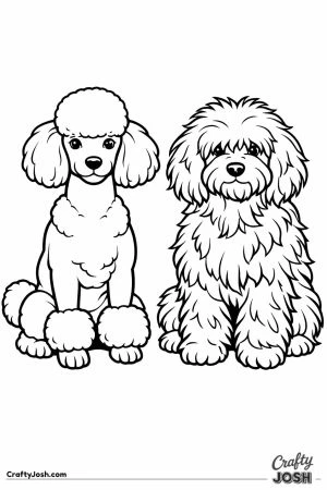 Two miniature poodles one freshly clipped and one very shaggy