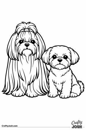 Two shih tzus one in full coat and one trimmed short