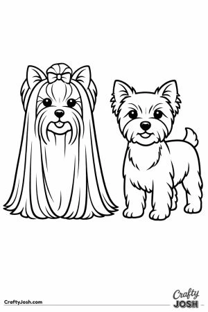 Two yorkshire terriers one long coated and one trimmed short