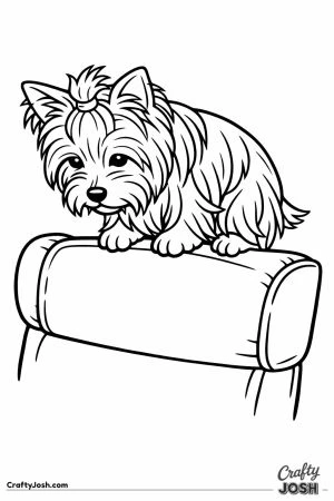 Yorkshire terrier perched on the back of an armchair