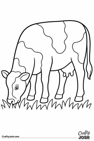 Cow grazing with its head down